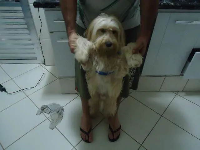 Cachorro ra a SRD idade 1 ano nome FREDDY