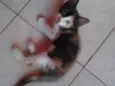 Filhotes de Gato