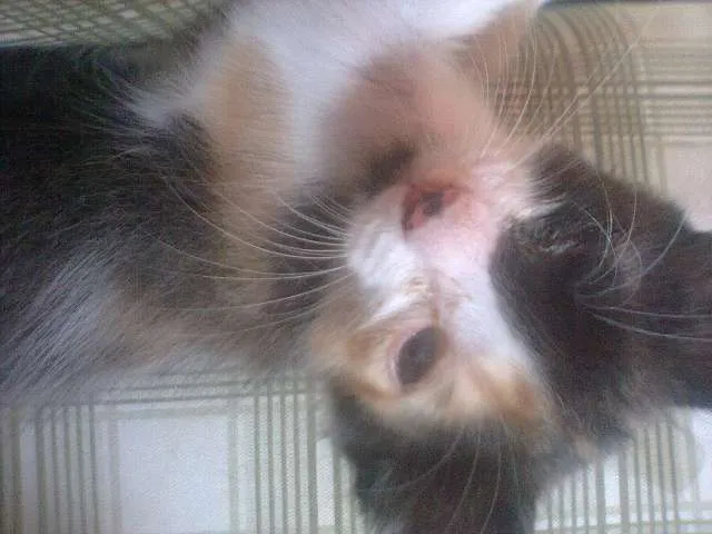 Gato ra a SRD idade 2 a 6 meses nome Filhotes de Gato