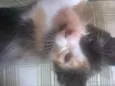 Filhotes de Gato