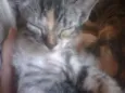Filhotes de Gato