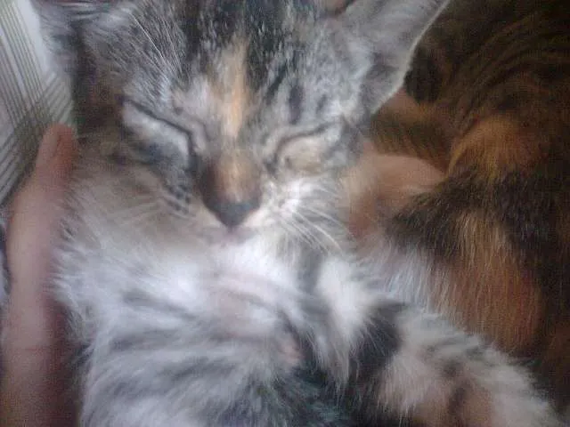 Gato ra a SRD idade 2 a 6 meses nome Filhotes de Gato