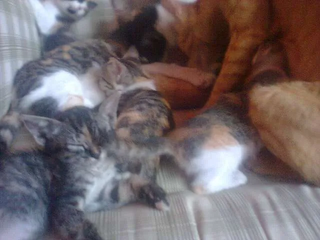 Gato ra a SRD idade 2 a 6 meses nome Filhotes de Gato