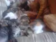 Filhotes de Gato