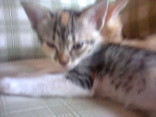 Gato ra a SRD idade 2 a 6 meses nome Filhotes de Gato