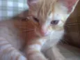 Filhotes de Gato