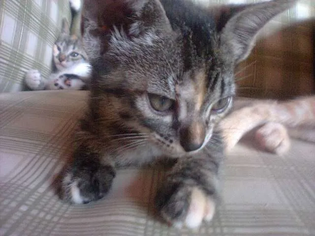 Gato ra a SRD idade 2 a 6 meses nome Filhotes de Gato