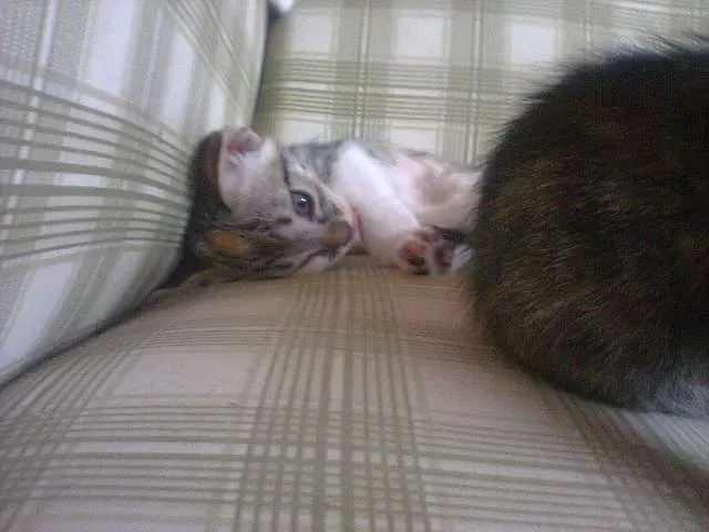 Gato ra a SRD idade 2 a 6 meses nome Filhotes de Gato