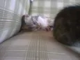 Filhotes de Gato