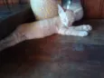 Filhotes de Gato