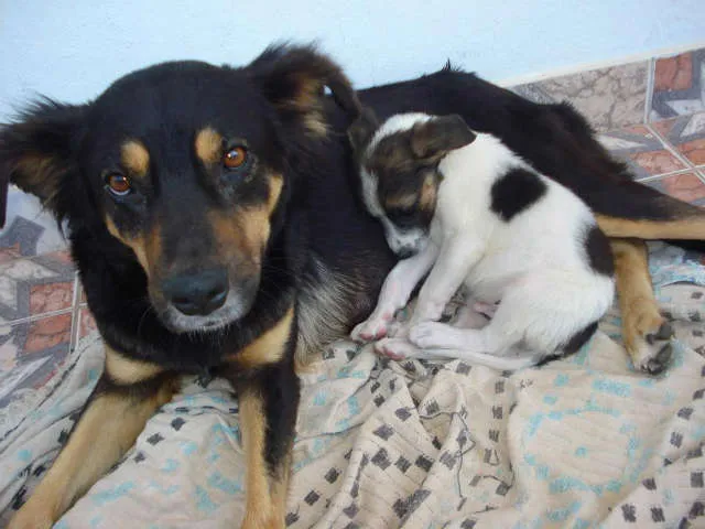 Cachorro ra a SRD idade 7 a 11 meses nome Mamãe e Bebê