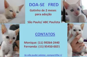 Gato raça SRD idade Abaixo de 2 meses nome FRED
