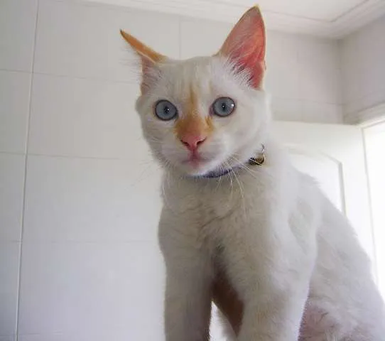 Gato ra a SRD idade 1 ano nome Snow GRATIFICA