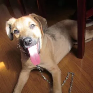 Cachorro raça Vira-lata idade 2 a 6 meses nome Sol