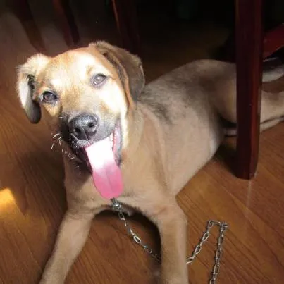 Cachorro ra a Vira-lata idade 2 a 6 meses nome Sol