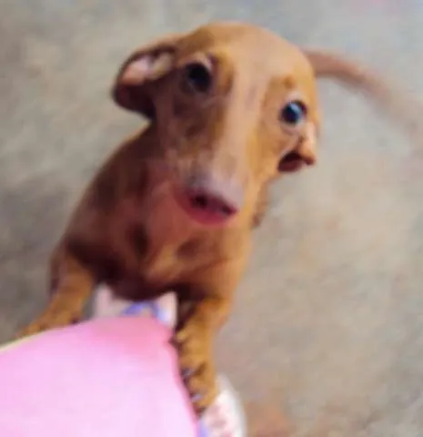 Cachorro ra a Dachshund idade 2 anos nome Mel GRATIFICA