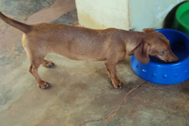 Cachorro ra a Dachshund idade 2 anos nome Mel GRATIFICA