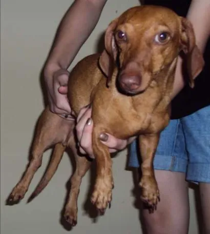 Cachorro raça Dachshund idade 2 anos nome Mel GRATIFICA