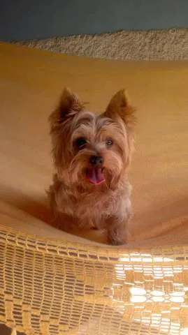 Cachorro raça Yorkshire idade 6 ou mais anos nome Bidú GRATIFICA