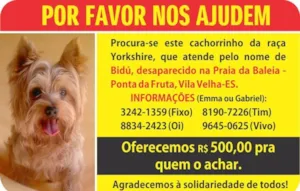 Cachorro raça Yorkshire idade 6 ou mais anos nome Bidú GRATIFICA