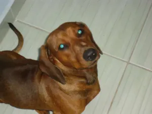 Cachorro raça Basset-Cofap idade 1 ano nome MAX(GRATIFICAÇAO)