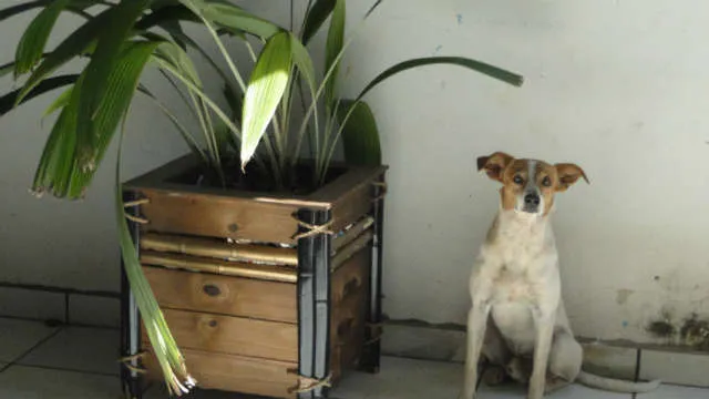 Cachorro ra a srd idade 5 anos nome Chellsea