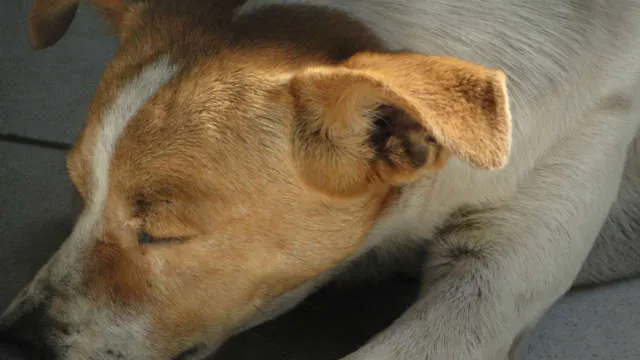 Cachorro ra a srd idade 5 anos nome Chellsea