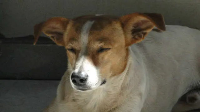 Cachorro ra a srd idade 5 anos nome Chellsea