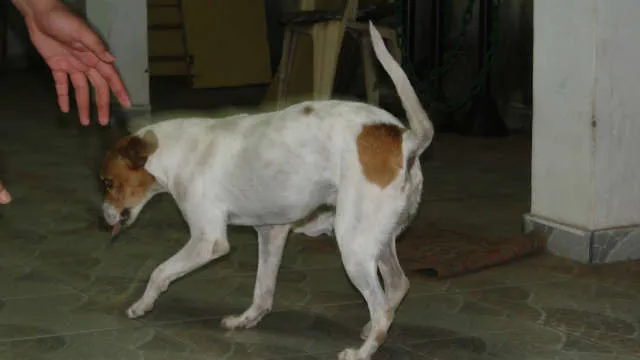 Cachorro ra a srd idade 5 anos nome Chellsea