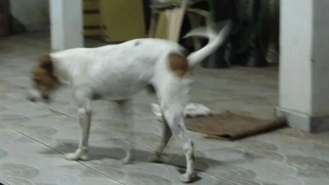 Cachorro ra a srd idade 5 anos nome Chellsea