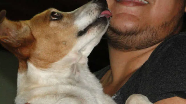 Cachorro ra a srd idade 5 anos nome Chellsea