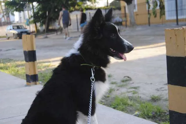 Cachorro ra a Border-Collie idade 7 a 11 meses nome MAX