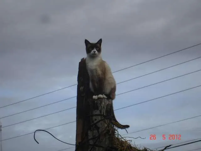 Gato ra a Siamês idade 3 anos nome BINA GRATIFICA