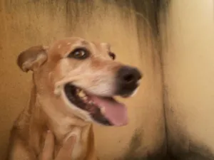 Cachorro raça Mestiço idade 6 ou mais anos nome Simbá