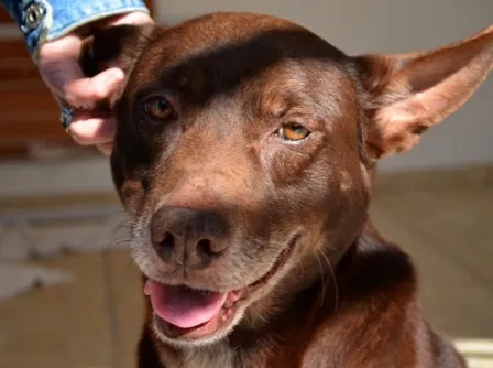 Cachorro ra a vira lata idade 5 anos nome Toddy