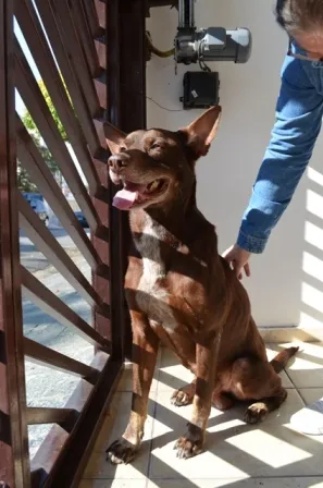 Cachorro ra a vira lata idade 5 anos nome Toddy