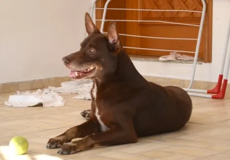 Cachorro ra a vira lata idade 5 anos nome Toddy