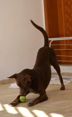Cachorro ra a vira lata idade 5 anos nome Toddy