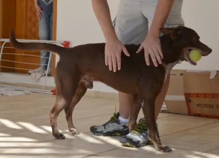 Cachorro ra a vira lata idade 5 anos nome Toddy