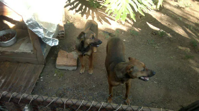 Cachorro ra a SRD idade 1 ano nome paty e pri