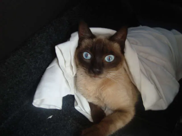 Gato ra a Siamês idade 7 a 11 meses nome Indefinido*