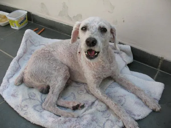 Cachorro ra a Poodle idade 6 ou mais anos nome Preciso de um lar!!