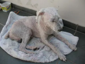 Cachorro raça Poodle idade 6 ou mais anos nome Preciso de um lar!!