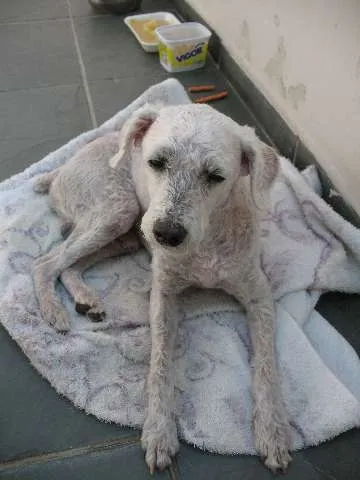 Cachorro ra a Poodle idade 6 ou mais anos nome Preciso de um lar!!