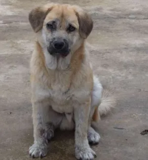 Cachorro raça  idade 7 a 11 meses nome Mofado