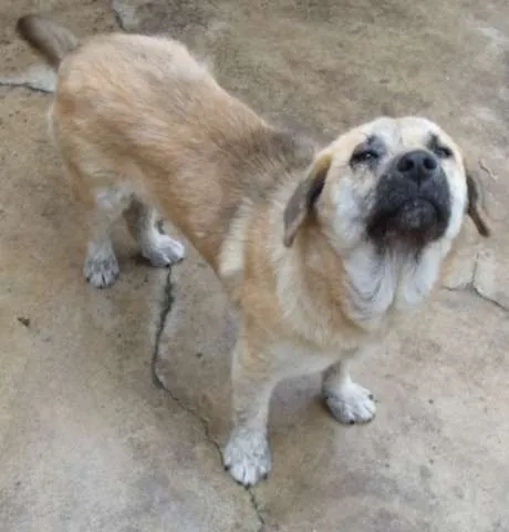 Cachorro raça  idade 7 a 11 meses nome Mofado
