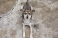Perrita
