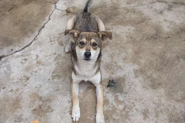 Cachorro raça RSD idade 7 a 11 meses nome Perrita