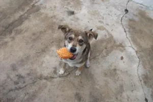 Cachorro raça RSD idade 7 a 11 meses nome Perrita