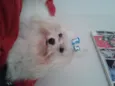 fred